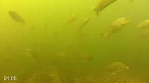 Image result for Cyprinus multitaeniatus