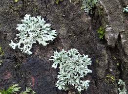 Attēlu rezultāti vaicājumam “Physcia tenella”