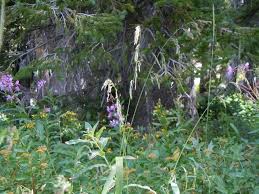 Attēlu rezultāti vaicājumam “Cinna latifolia”