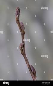 Attēlu rezultāti vaicājumam “Alnus glutinosa bud”