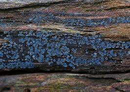 Attēlu rezultāti vaicājumam “Mollisia cinerea”