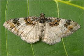 Attēlu rezultāti vaicājumam “Catarhoe cuculata”