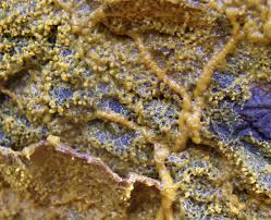 Attēlu rezultāti vaicājumam “Badhamia utricularis plasmodium”