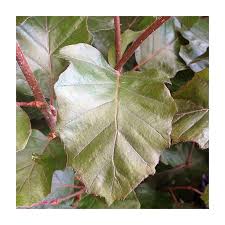 Attēlu rezultāti vaicājumam “Fagus sylvatica fo. purpurea”