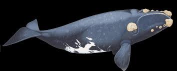 Image result for Eubalaena glacialis