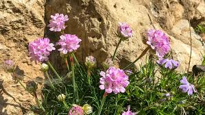 Image result for Grasnelke