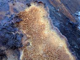 Attēlu rezultāti vaicājumam “Junghuhnia collabens”