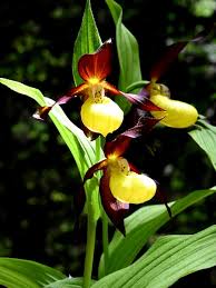 Attēlu rezultāti vaicājumam “Cypripedium calceolus”