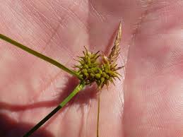 Attēlu rezultāti vaicājumam “Carex flava”