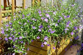 Image result for Lobelien