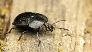 Attēlu rezultāti vaicājumam “Phosphuga atrata”