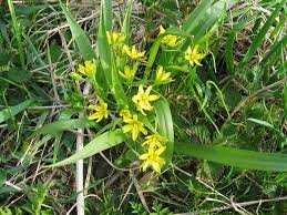 Attēlu rezultāti vaicājumam “Gagea lutea”