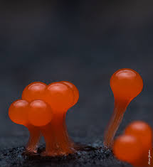 Attēlu rezultāti vaicājumam “Trichia decipiens”