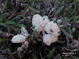 Attēlu rezultāti vaicājumam “Fuligo cinerea”