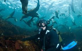 Image result for Wyndley Seals Snorkelling Club