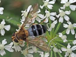 Attēlu rezultāti vaicājumam “Leucozona glaucia”