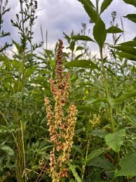 Attēlu rezultāti vaicājumam “Rumex crispus leaf”