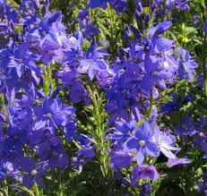 Attēlu rezultāti vaicājumam “Veronica austriaca subsp. teucrium flower”