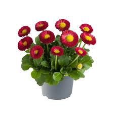Image result for Bellis perennis