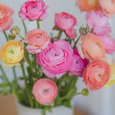 Attēlu rezultāti vaicājumam “Ranunculus mendax”