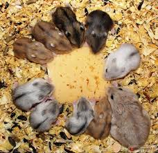 Image result for хомяк