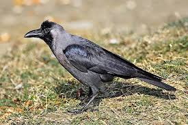 Attēlu rezultāti vaicājumam “Corvidae”