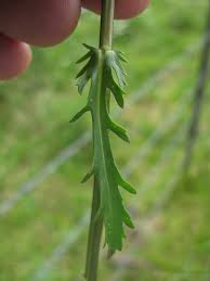 Attēlu rezultāti vaicājumam “Leucanthemum vulgare leaf”