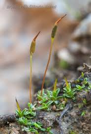 Attēlu rezultāti vaicājumam “Aloina rigida”