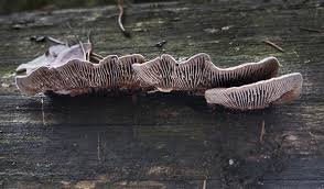 Attēlu rezultāti vaicājumam “Gloeophyllum abietinum”