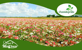 Attēlu rezultāti vaicājumam “Silene x arkwrightii Vesuvius flower”