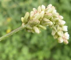 Attēlu rezultāti vaicājumam “Persicaria lapathifolia flower”