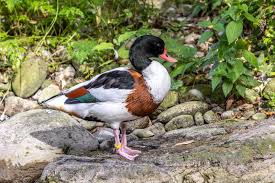 Attēlu rezultāti vaicājumam “Tadorna tadorna”