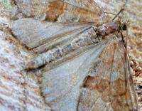 Attēlu rezultāti vaicājumam “Pennithera firmata”