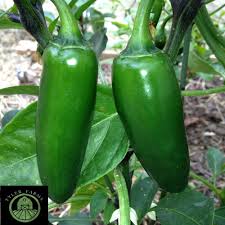 Afbeeldingsresultaat voor biker billy jalapeno hot pepper