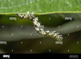 Attēlu rezultāti vaicājumam “Laspeyria flexula”