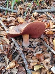 Attēlu rezultāti vaicājumam “Typhula erythropus”