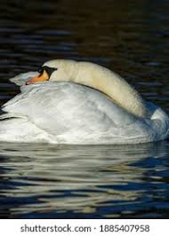 Attēlu rezultāti vaicājumam “Cygnus olor adult”