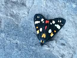 Attēlu rezultāti vaicājumam “Diastrophus rubi”