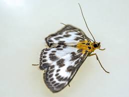 Attēlu rezultāti vaicājumam “Anania hortulata”