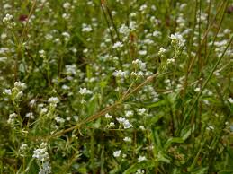 Attēlu rezultāti vaicājumam “Galium uliginosum”