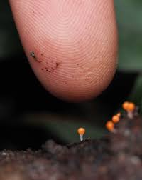 Attēlu rezultāti vaicājumam “Physarum decipiens spores”