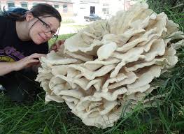 Attēlu rezultāti vaicājumam “Polypores”