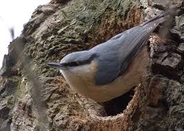Attēlu rezultāti vaicājumam “Sitta europaea nest”