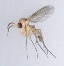 Attēlu rezultāti vaicājumam “Mycetophilidae”