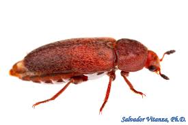 Attēlu rezultāti vaicājumam “Dermestidae”