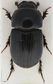 Attēlu rezultāti vaicājumam “Aphodius subterraneus imago”