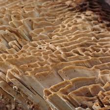 Attēlu rezultāti vaicājumam “Daedalea quercina”