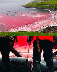 Image result for massacre golfinhos dinamarca