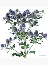 Image result for Eryngium `Blue Hobbit`