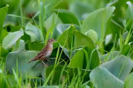 Image result for Locustella certhiola